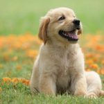 Getting a New Dog Soon? Here are Four Things You Need to Know